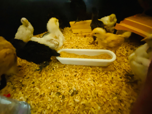 chick feeder 1 - Electrogeek